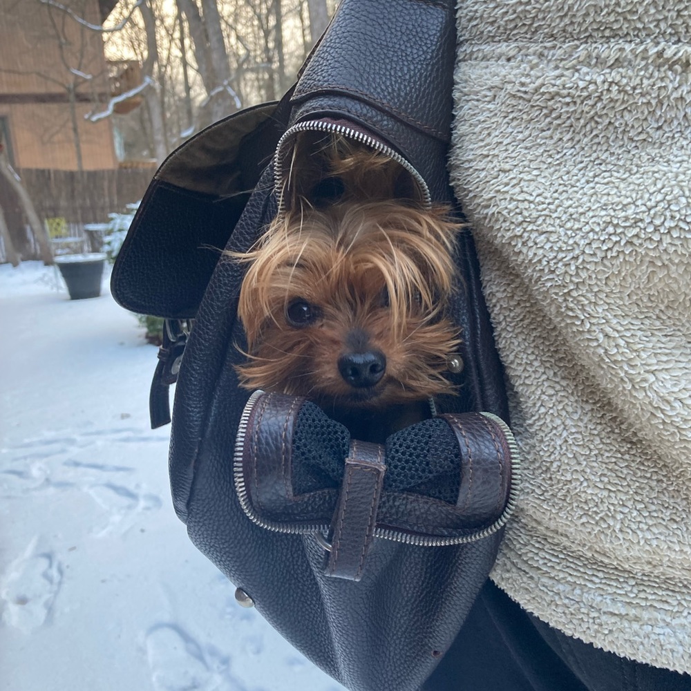 EMRE NEW YORK Pet Carrier. A luxury brand in the pet industry.